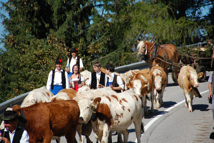 Rientro dall’alpeggio